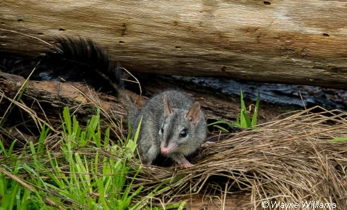 Kinglake National Park (St Andrews area) - assessment of impacts of bushfires on Phascogales.