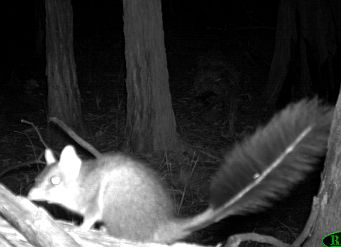 Brush-tailed Phascogale image taken with remote camera. Source: Wombat Forestcare
