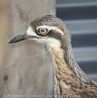 Bush stone-curlew