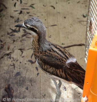 Bush stone-curlew