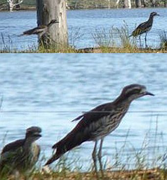 Bush Stone-curlews in the wild at West Wimmera