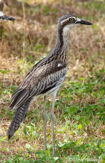 Bush Stone-curlew - endangered