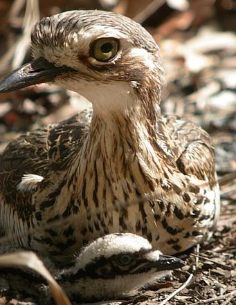 Bush Stone-curlew