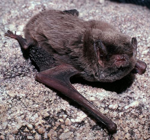 Southern Bent-wing Bat Image :Lindy Lumsden