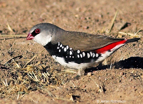 Diamond Firetail feeding on grass seeds. Image: Julian Robinson.