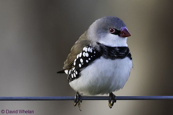 Diamond Firetail (juvenile). Image courtesy: David Whelan, 2021 wildpix.com.au