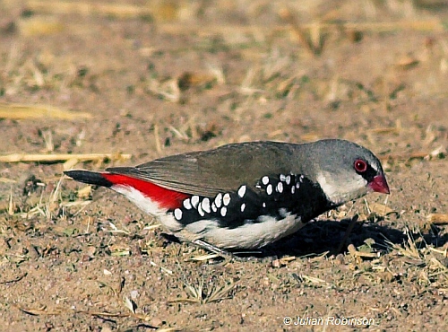 Diamond Firetail - Image provided by Julian Robinson