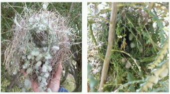 Side view of nests with flowers. Source: McGuire, A. and Kleindorfer, S.(2007)