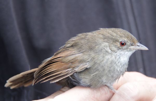 Eastern Bristlebird Image: tony Mitchell