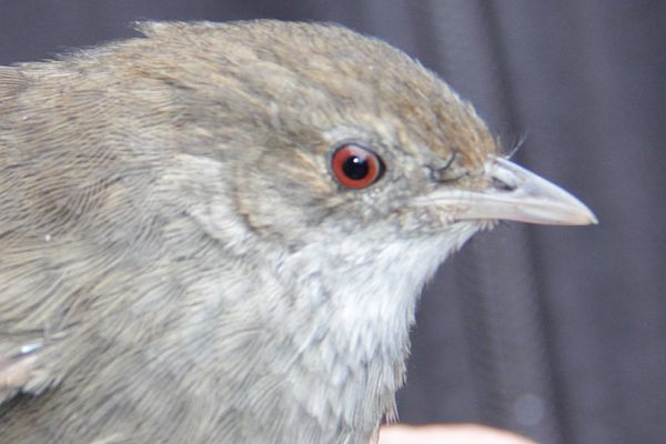 Eastern Bristlebird close Image Tony Mitchell