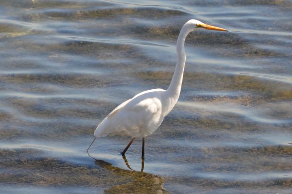 Eastern Great Egret