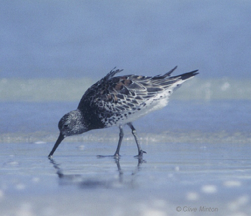 Great Knot