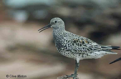 Great Knot