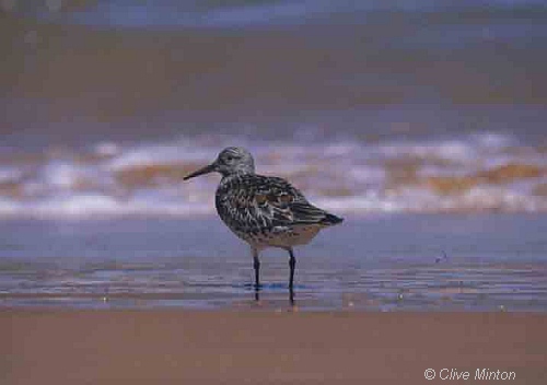 Great Knot