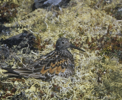 Great Knot at breeding grounds in Siberia, Russia. Image courtesy of Pavel Tomkovich