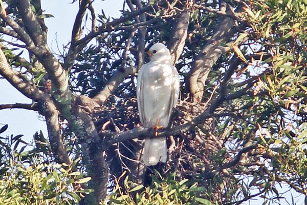 Grey Goshawk (White morph) at nest Image: Bob McPherson