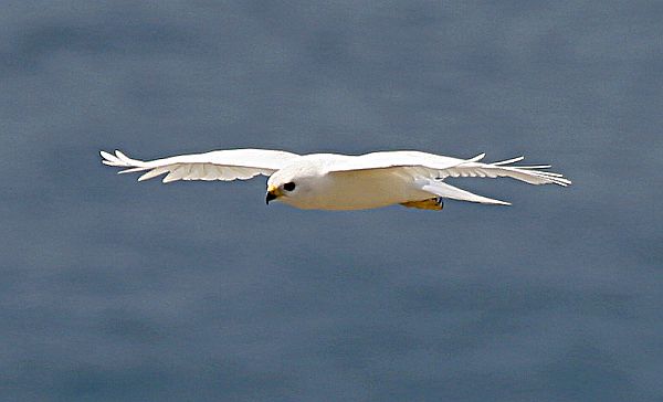 Grey Goshawk (White morph) Bob McPherson