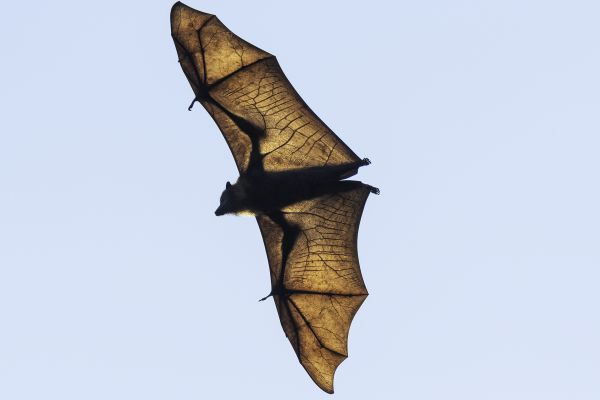 Grey-headed Flying-fox in flight Image: David Whelan