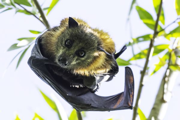 Grey-headed Flying-fox Image:David Whelan