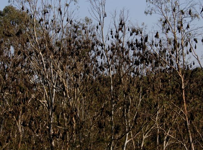 Roosting at Yarra Bend, Melbourne, Image courtesy of Simon Toop