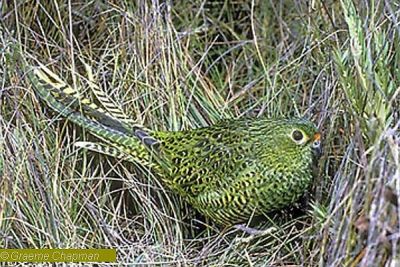 Ground Parrot Graeme Chapman copyright