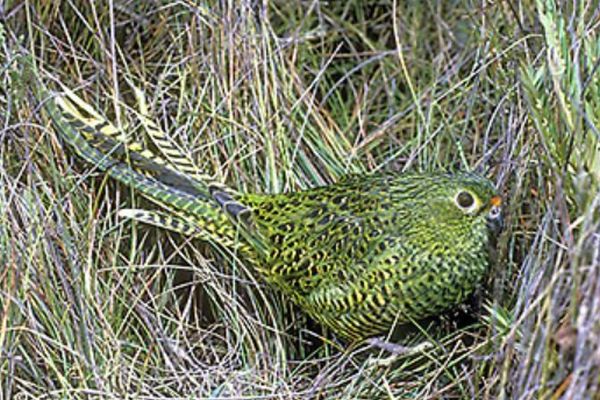 Eastern Ground Parrot Image: Graeme Chapman - copyright