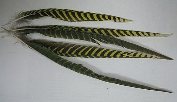 Ground Parrot tail feathers