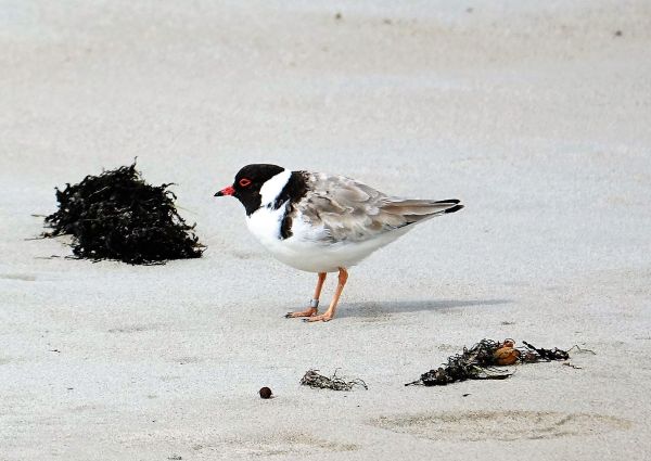 Hooded Plover Cape Bridgewater Image: Rosanna Riddington