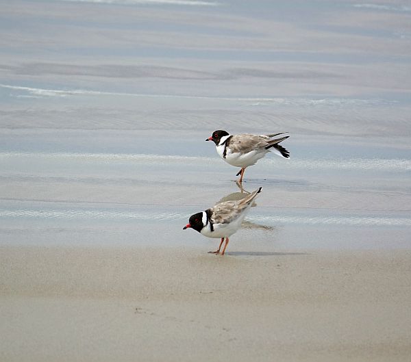 Hooded Plovers Cape Bridgewater Rosanna Riddington