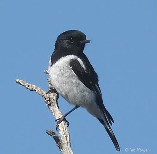 Hooded Robin