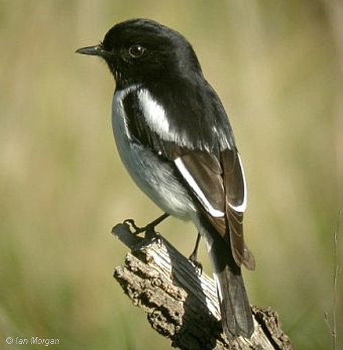 Hooded Robin