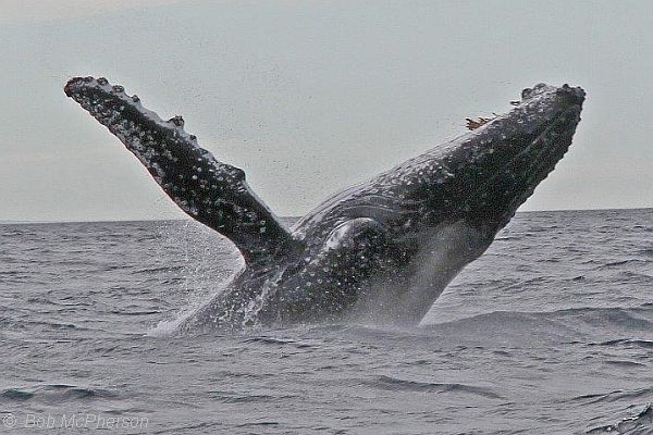 Humpback Whale breaching Bob McPherson