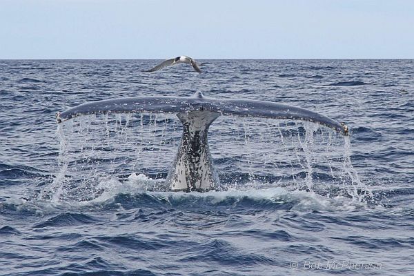 Humpback Whale diving showing tail Image Bob McPherson
