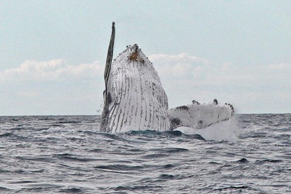 Humpback Whale underside showing throat groves Image: Bob McPhaerson