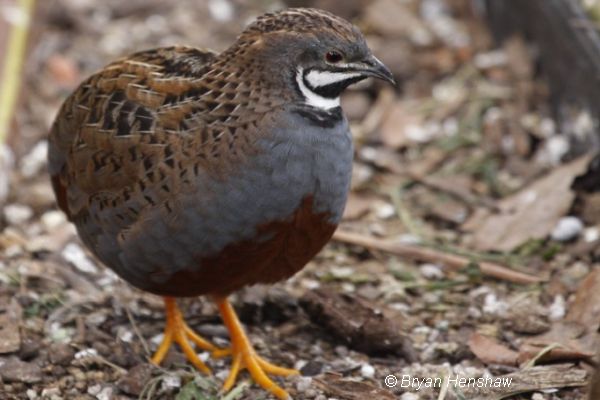 King Quail Image Bryan Henshaw