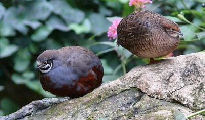 King Quail Darleen Martin