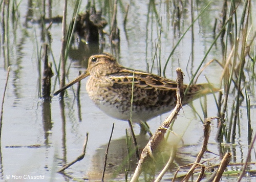 Latham's Snipe 600