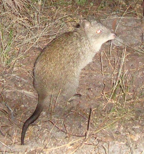 Long-nosed Potoroo, image taken with remote camera. Source: Glenelg Ark