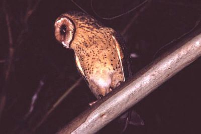 Masked Owl Image: Ed McNabb