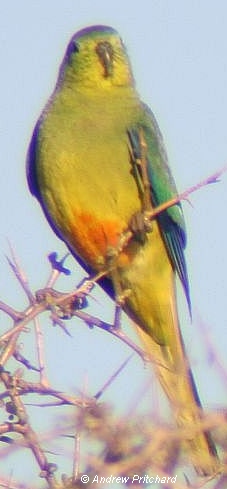 Orange-bellied Parrot