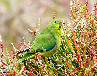 Orange-bellied Parrot feeding on Sarcocornia quinqueflora. Photo Bob McPherson.