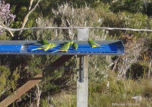 Juvenile Orange-bellied Parrots on feeding table at Melaleuca in Tasmania