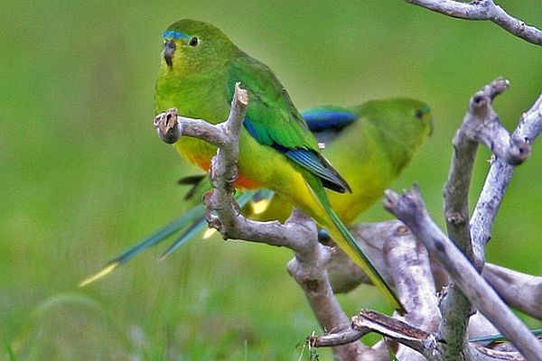 Orange-bellied Parrot 600 400 px Image: Bob McPherson