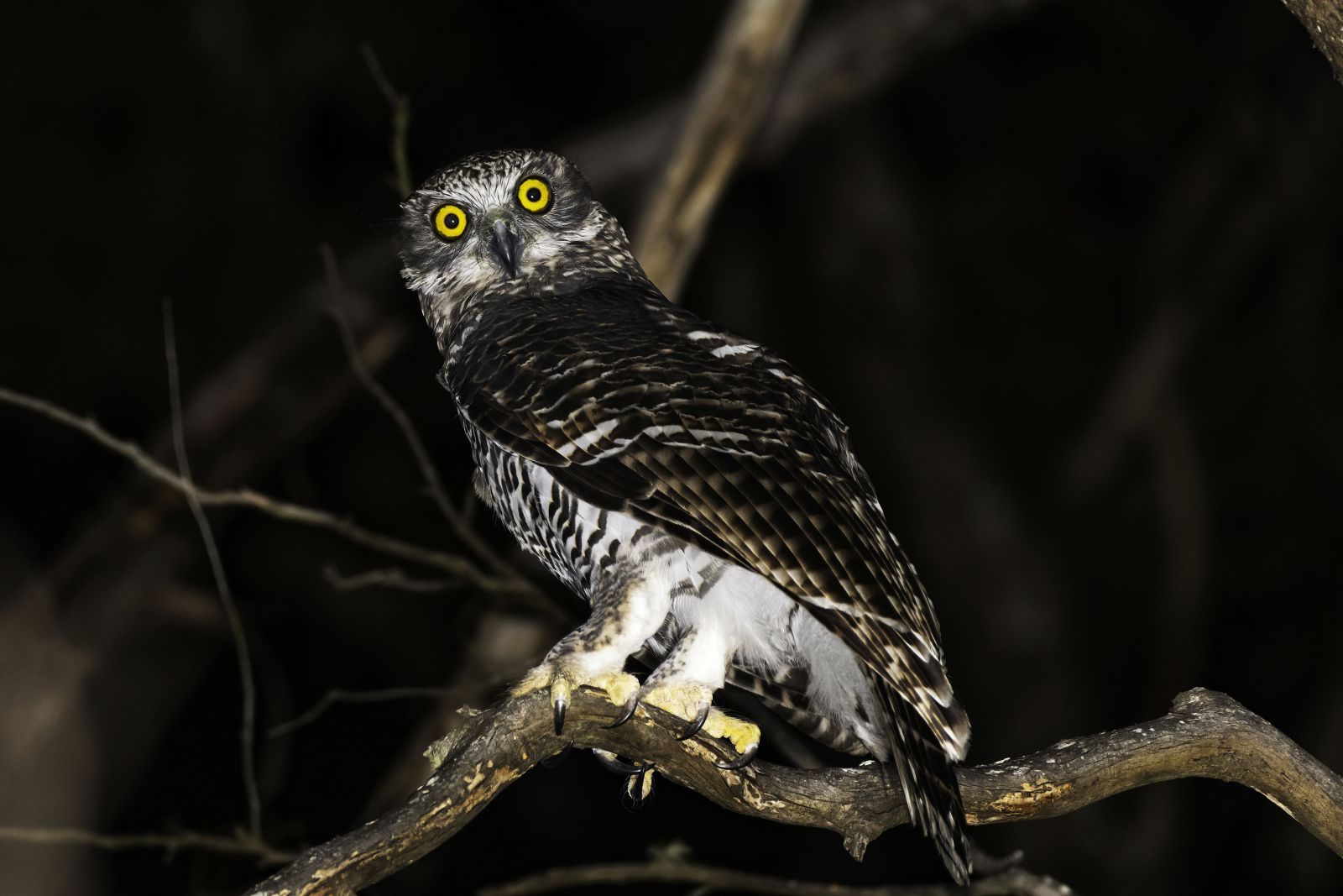 Powerful Owl David Whelan