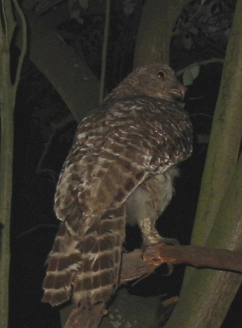 Powerful  Owl