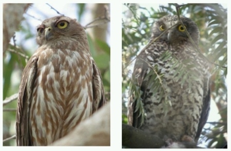 Barking Owl (left), Powerful Owl (right).