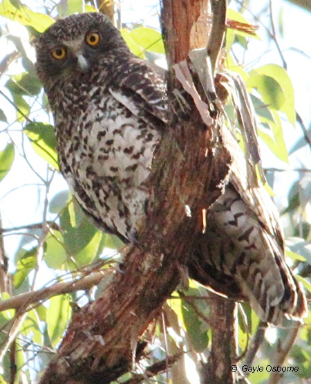 Powerful Owl in Wombat Forest. Image Gayle Osborne