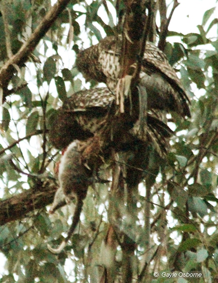 Powerful Owls feeding on Ringtail Possum in Wombat State Forest. Image: Gayle Osborne