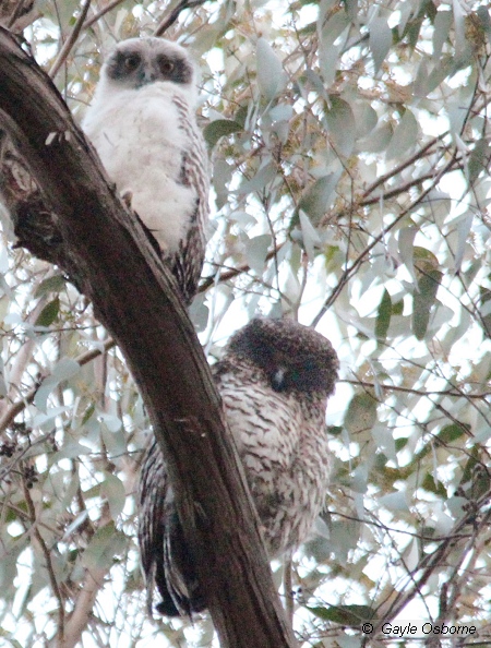 Powerful Owl chick (above) with adult (below). Image: Gayle Osborne