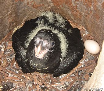 Red-tailed Black-Cockatoo advanced chick in supplementary hollow made from a natural wood hollow.